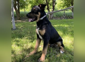 Buddy ein freundlicher Lebensliebender