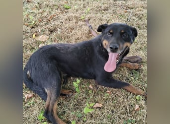 Leo ein toller Begleiter