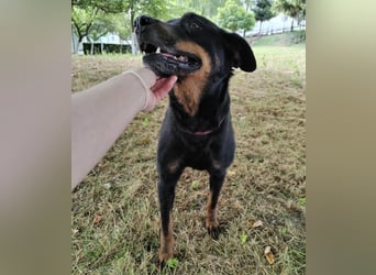 Leo ein toller Begleiter