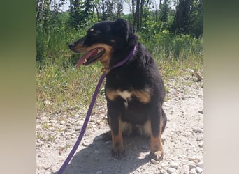 Ginny eine wundervolle Hündin