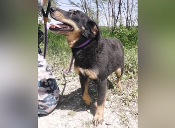 Ginny eine wundervolle Hündin