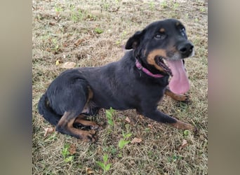 Leo ein toller Begleiter