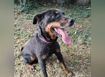 Leo ein toller Begleiter