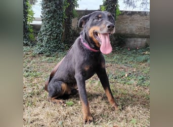 Leo ein toller Begleiter