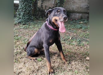 Leo ein toller Begleiter