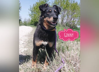 Ginny eine wundervolle Hündin