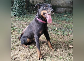 Leo ein toller Begleiter