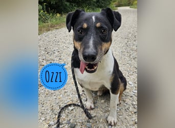 Ozzi ein absolut lieber Bub