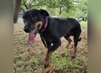 Leo ein toller Begleiter