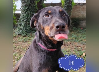 Leo ein toller Begleiter