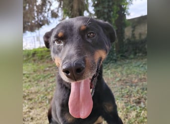 Leo ein toller Begleiter