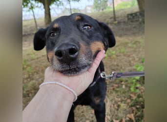 Leo ein toller Begleiter