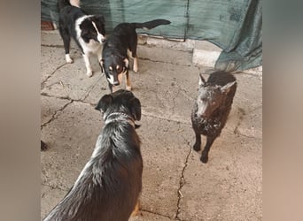 Reni ein sanfter verunsicherter Schatz