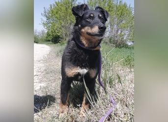 Ginny eine wundervolle Hündin
