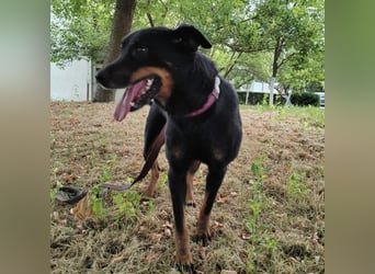 Leo ein toller Begleiter