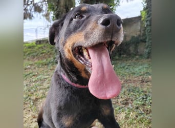 Leo ein toller Begleiter