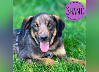 Shani eine unglaublich tolle Hündin