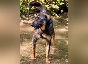 Shani eine unglaublich tolle Hündin