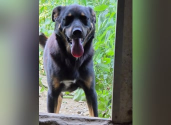 Figaro - freundlich und verspielt