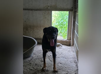 Figaro - freundlich und verspielt