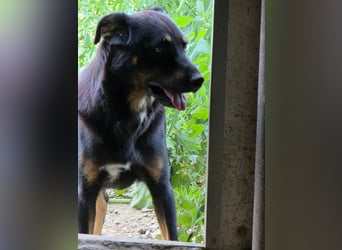 Figaro - freundlich und verspielt