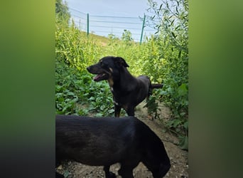 Figaro - freundlich und verspielt