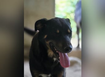 Figaro - freundlich und verspielt