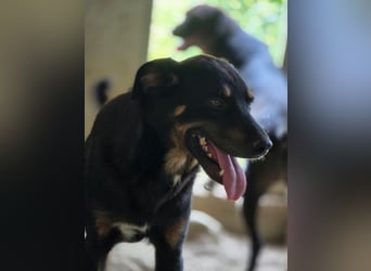 Figaro - freundlich und verspielt