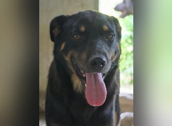 Figaro - freundlich und verspielt