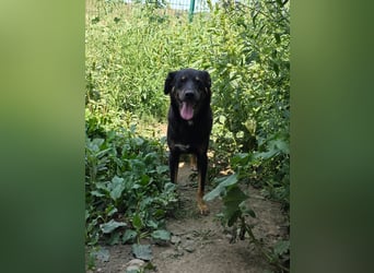 Figaro - freundlich und verspielt