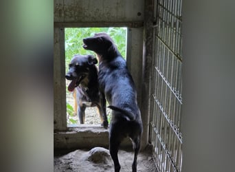 Figaro - freundlich und verspielt