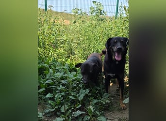 Figaro - freundlich und verspielt