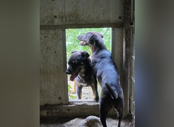 Figaro - freundlich und verspielt