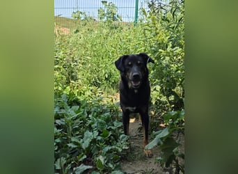 Figaro - freundlich und verspielt