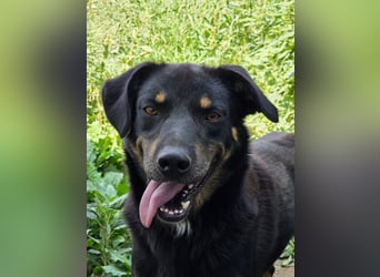 Figaro - freundlich und verspielt