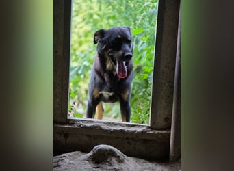 Figaro - freundlich und verspielt