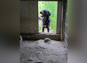 Figaro - freundlich und verspielt