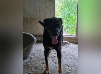 Figaro - freundlich und verspielt