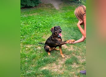 Freundliche Nika sucht eine neue Familie