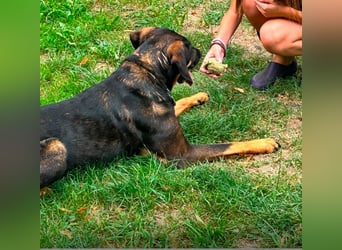Freundliche Nika sucht eine neue Familie