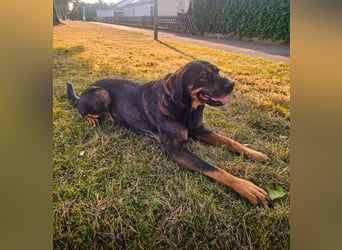 Freundliche Nika sucht eine neue Familie