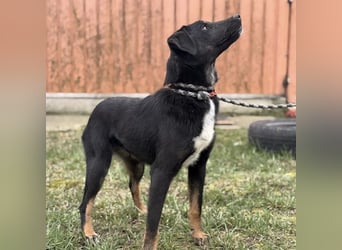 Kira ein Sonnenschein