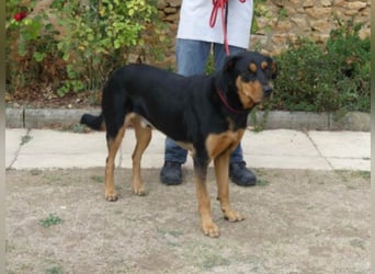 Dringend in Poitiers, Lyson Beaucimix Rude sucht fur immer Zuhause 