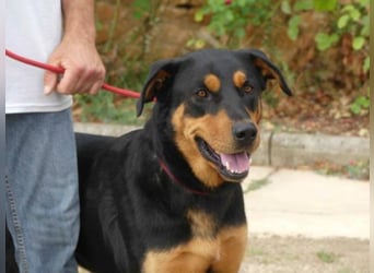 Dringend in Poitiers, Lyson Beaucimix Rude sucht fur immer Zuhause 