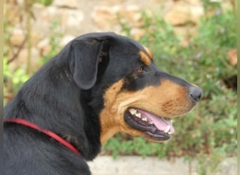 Dringend in Poitiers, Lyson Beaucimix Rude sucht fur immer Zuhause 