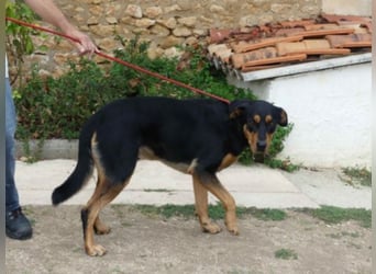 Dringend in Poitiers, Lyson Beaucimix Rude sucht fur immer Zuhause 