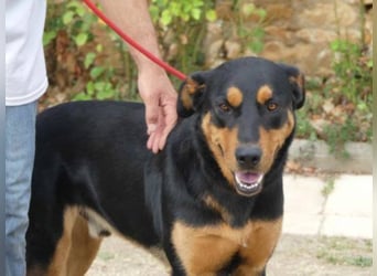 Dringend in Poitiers, Lyson Beaucimix Rude sucht fur immer Zuhause 