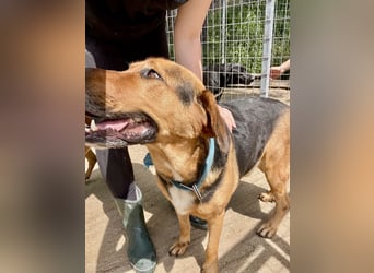Junger Mischlingsrüde MARLEY (3 Jahre) sucht eine Familie