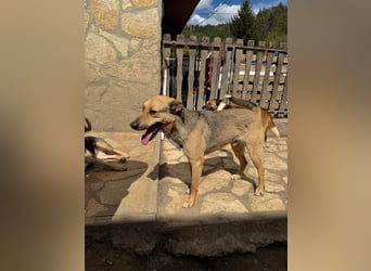 Alex - Freundlicher Jungspund sucht liebevolles Zuhause