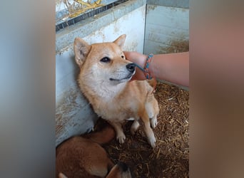 Tapeta, schüchternes Shiba Inu Mädchen geb. 2022
